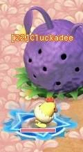 HKO Cluckadee021.JPG
