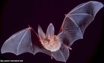 Bigearedtownsendbat