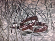 Serpiente