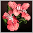 Red Flowers