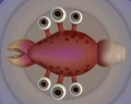 Booster (Spore)