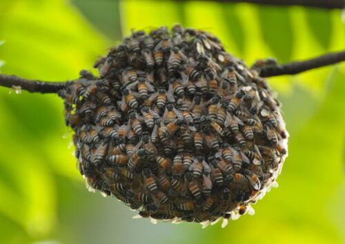 Image - Beehive.jpg - Beekeeping Wiki