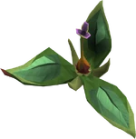 Marasamaw planted