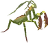 Praying mantis familiar