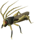 Ravenous locust