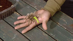 4226Arachnid