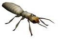 Giant albino ant