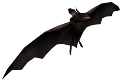 Bat