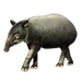 Item bairdstapir 01