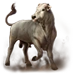Chianina Taurus Bull