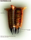 Barnacle concept
