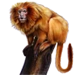 Item goldenliontamarin 01
