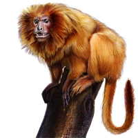 Huge item goldenliontamarin 01