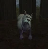 Baron