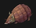 Armadillo pup companion.jpg