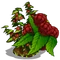 Raspberry Bush-icon.png
