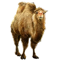 Huge item bactriancamel(snow) 01
