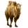 Item bactriancamel(snow) 01