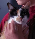 Patches.jpg