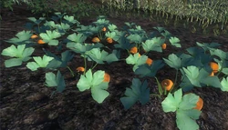 PumpkinVine