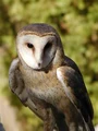 Barn Owl.jpg