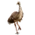 Item emu 01