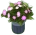 Pink Flowers