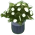 White Flowers