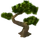 Bonsai Tree