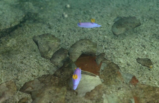 cinderella sea slug