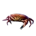 Brown Cancer Crab