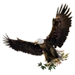 Freedom Eagle