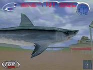 C3 betashark
