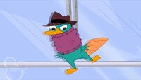 Legwarmer atrapado perry.jpg