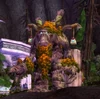 ElderlimbSOM