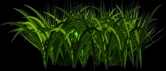 Grass.png