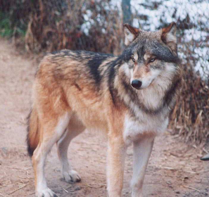 Red Female Wolf