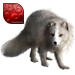 Item arcticfox ruby 01
