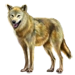 Item himalayanwolf 01