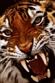 Bengal-tiger-close-up.jpg