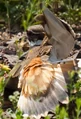 Charadrius vociferus tx1 cropped