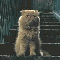Crookshanks4