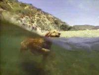 Song.doggypaddle