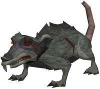 Giant crypt rat