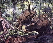 Markhallett triceratops