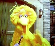 SS4DBigBirdInterview