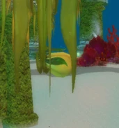 BloatedKelpBulb