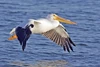 Pelicaniformes