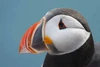 Charadriiformes