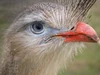 Cariamiformes